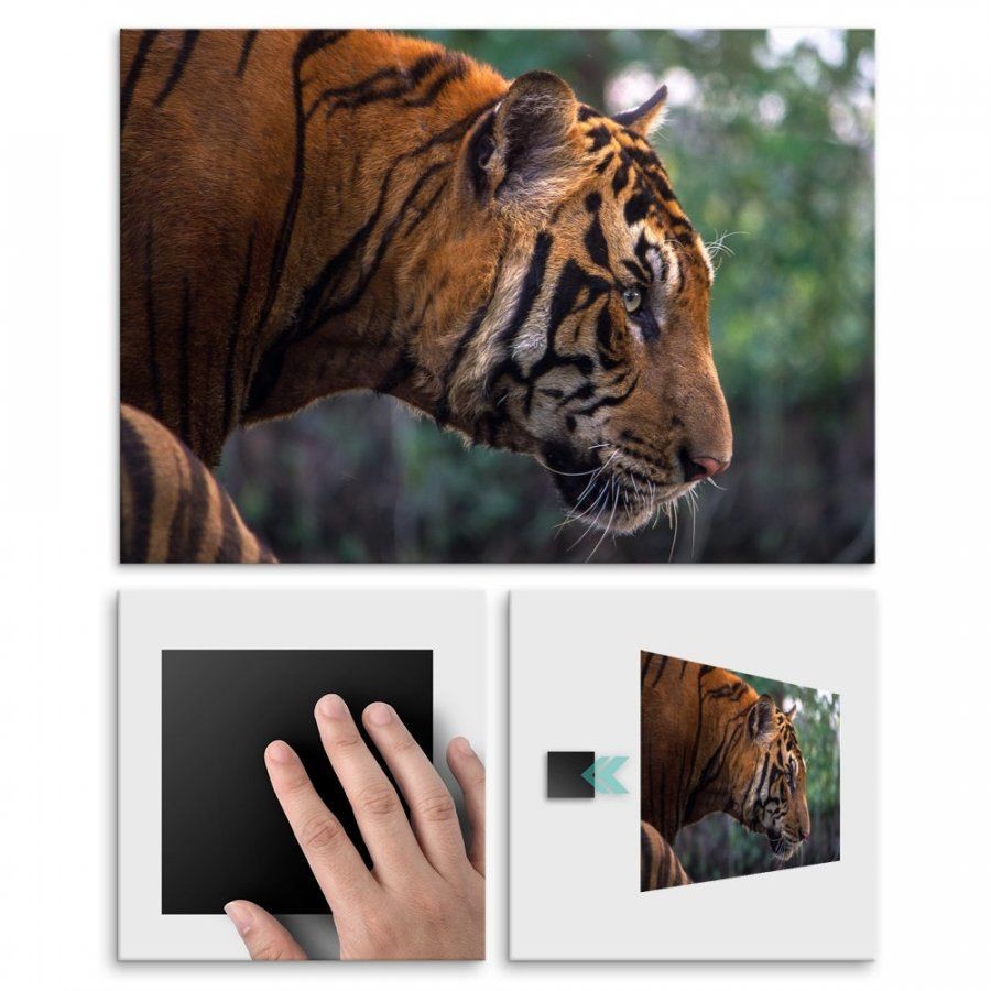 Pix4home Plakat metalowy tygrys na polowaniu L POS-L-01767