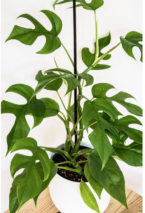 Monstera MINIMA  bardzo dziurawa ~30 cm P12