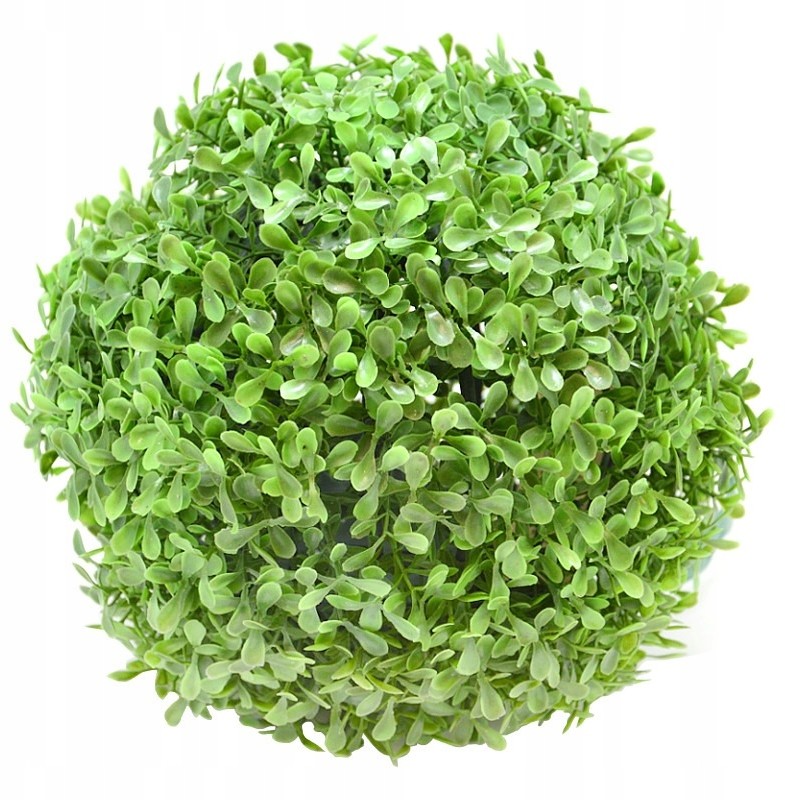 Kula Bukszpanowa Kule Z Bukszpanu 25 CM Bukszpan