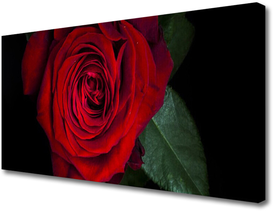 PL Tulup Obraz na Płótnie Róża Na Ścianę 100x50cm