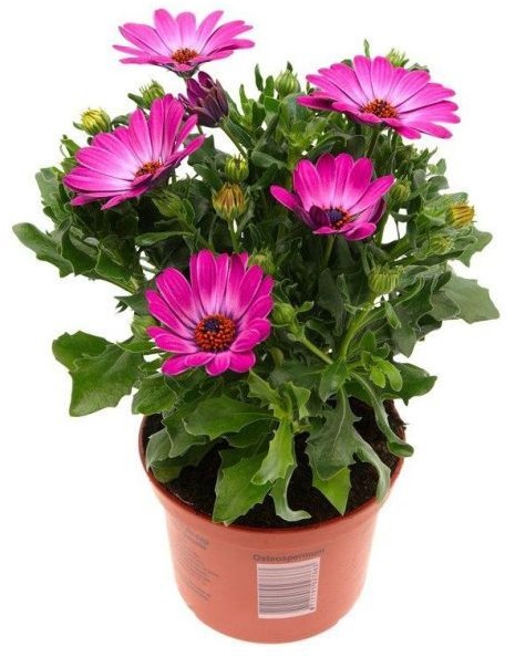 Osteospermum mix doniczka 10 5 cm