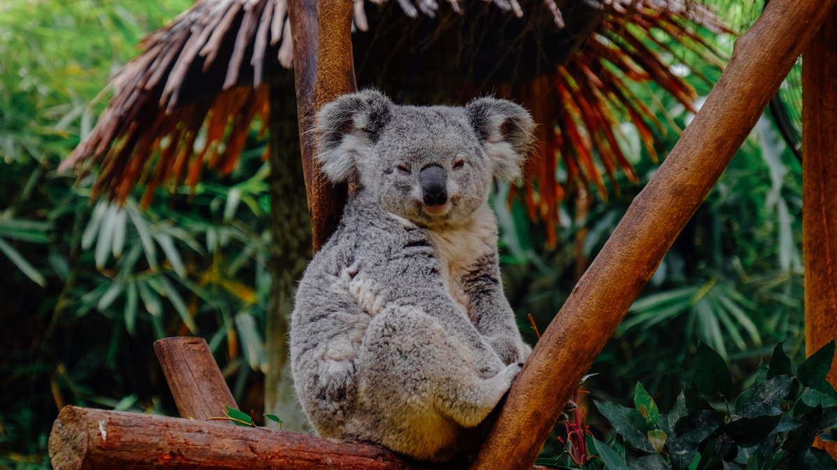 Koala