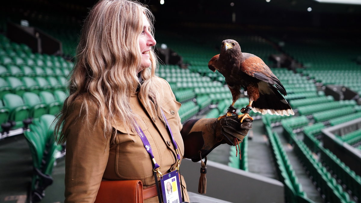 Myszołowiec towarzyski Rufus pilnuje porządku na Wimbledonie