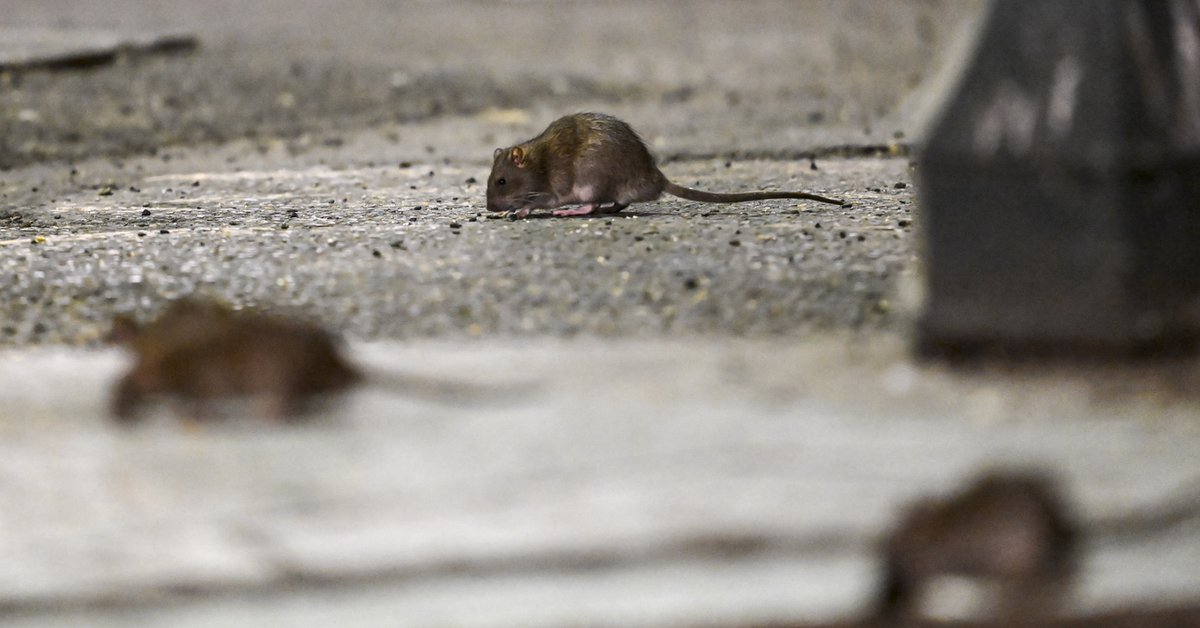 Atak szczurów! Wystosowali apel podczas mistrzostw świata. "Ogromny problem"