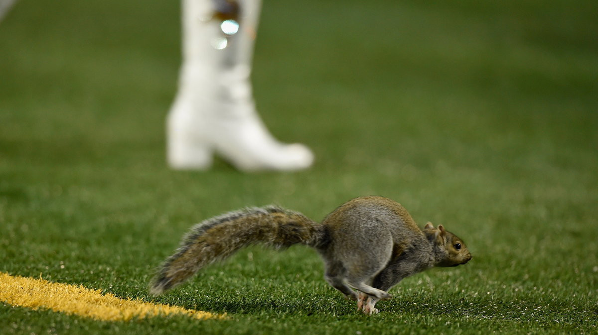 Wiewiórka na boisku podczas meczu Green Bay Packers - Minnesota Vikings