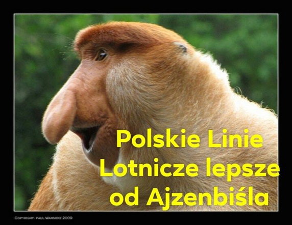 Polacy wygrali konkurs drużynowy w Planicy - memy