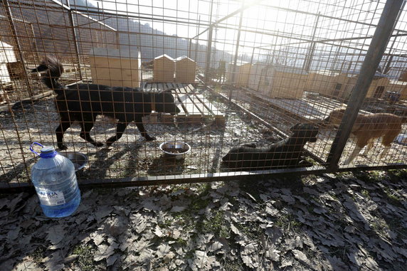 RUSSIA - SPORT OLYMPICS ANIMALS