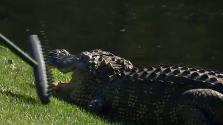 Aligator na polu golfowym