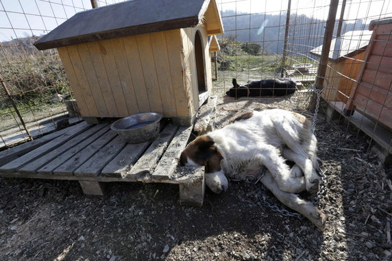 RUSSIA - SPORT OLYMPICS ANIMALS