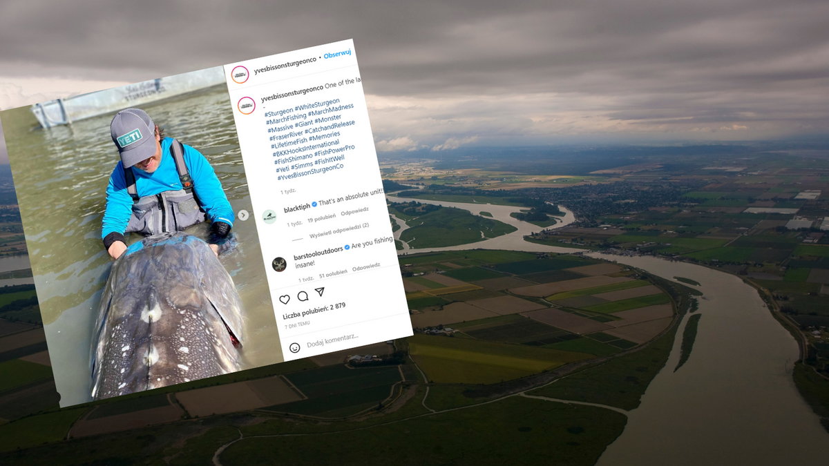 Kanadyjscy wędkarze złapali niezwykły okaz jesiotra białego (instagram.com/yvesbissonsturgeonco)