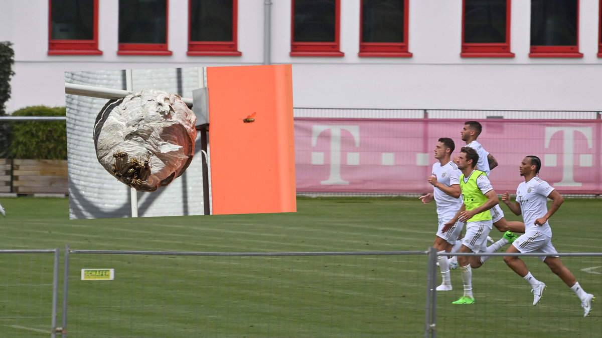 Gniazdo os pojawiło się w okolicach boiska treningowego Bayernu