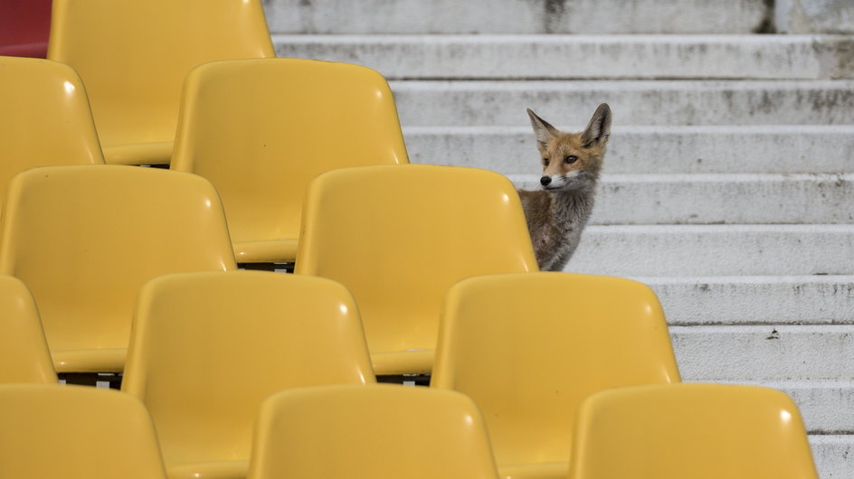 Lisy na Stadionie Olimpijskim we Wrocławiu