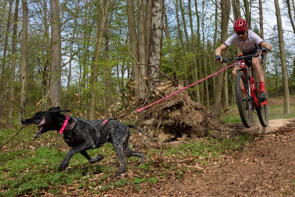 Igor Tracz na treningu z psem (bikejoring)