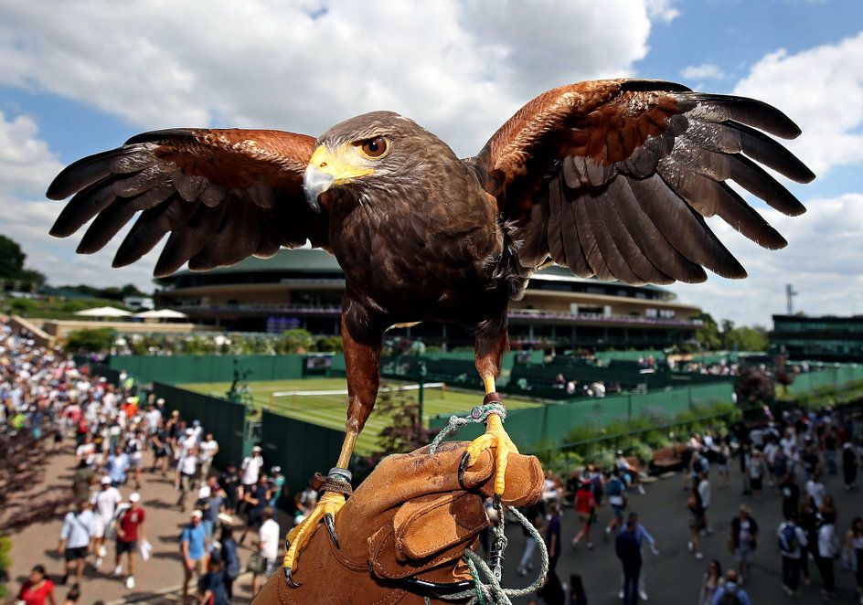 Rufus robi furorę na Wimbledonie