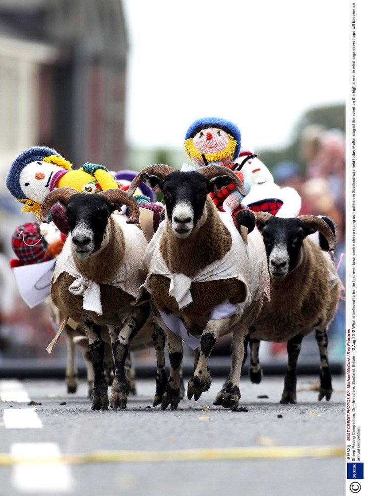 Wyścigi owiec