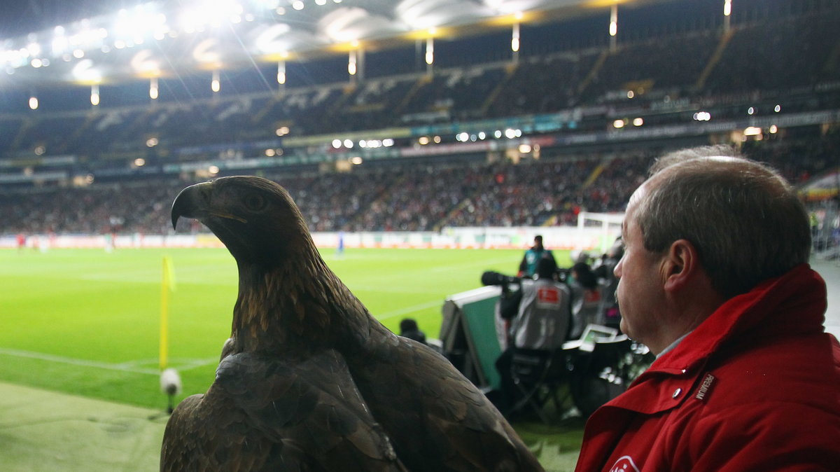 Orzeł Attila, symbol Eintrachtu Frankfurt, i sokolnik Norbert Lawitschka