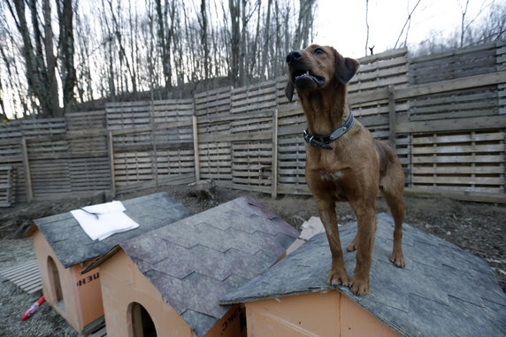 RUSSIA - SPORT OLYMPICS ANIMALS