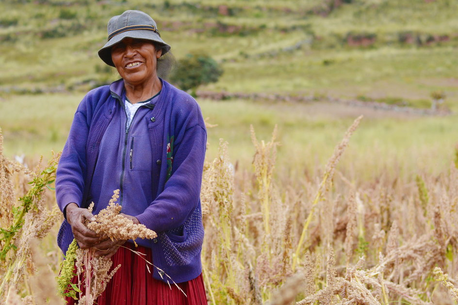 Kobieta zbierająca komosę ryżową