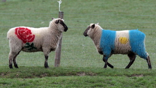 Owce w Nowej Zelandii