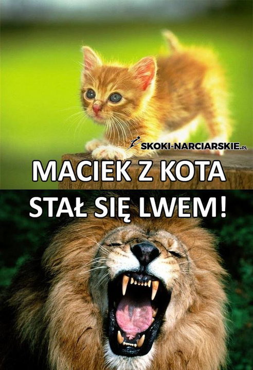 Memy po triumfie Macieja Kota