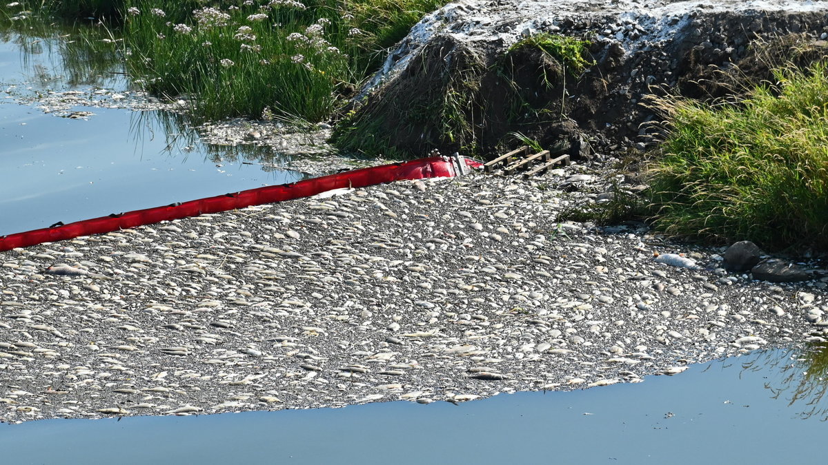 Akcja oczyszczania Odry ze śniętych ryb przy użyciu zapory elastycznej w Krajniku Dolnym