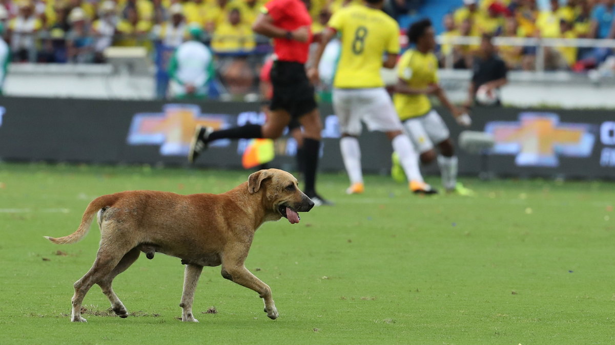 Podczas meczu Brazylia-Kolumbia na murawie pojawił się pies