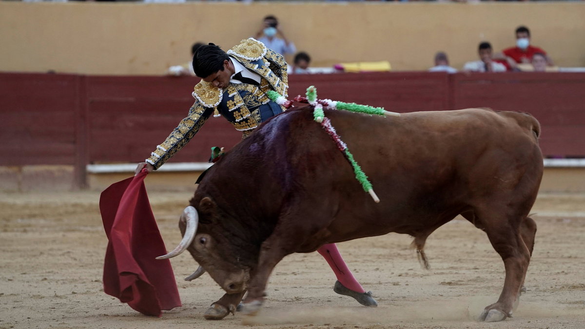 Pierwsza corrida po złagodzeniu lockdownuj