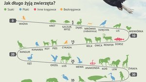 Fascynujące fakty ze świata zwierząt [INFOGRAFIKA]