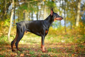 Doberman