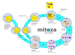 mitoza