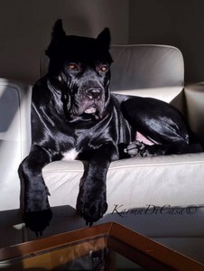 Cane corso