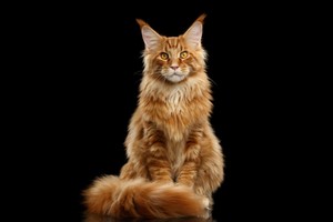 Maine coon 