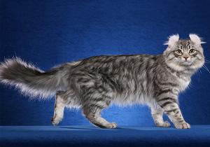 american curl