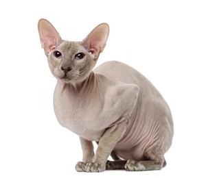 Kot Peterbald