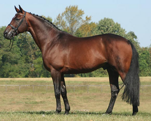 Koń (Powyżej 148cm) (Koń Hanowerski   Zródło: Breyer.pl)