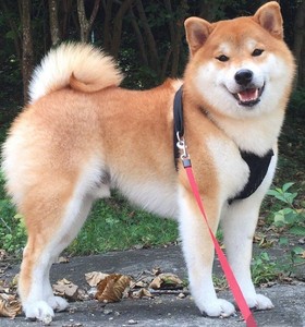 Akita inu