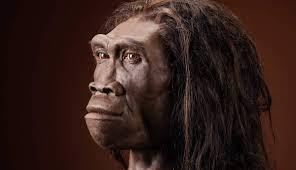 Homo erectus - człowiek wyprostowany