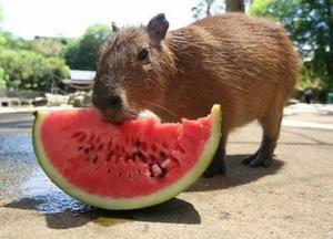 Głodny capybara