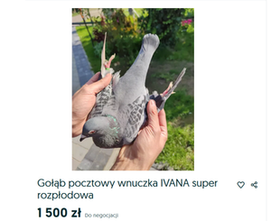 Gołąb super rozpłodowiec