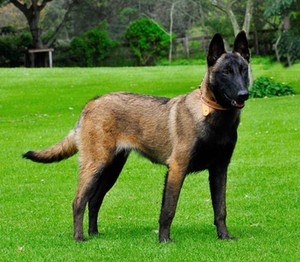 Malinois