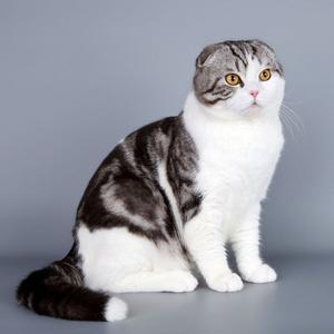 Scottish Fold