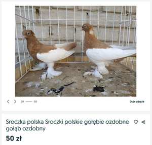 zwykła sroczka polska ozdobna