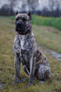 Presa canario