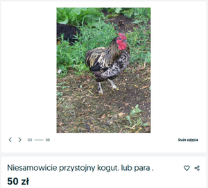 nisamowicie przystojny kogut, 50zł