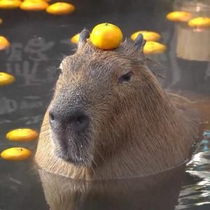 Mandarynka capybara