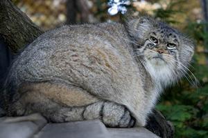 Manul stepowy