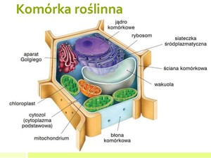 fmWk9kuTURBXy8yMmM4ODBjMS05ODE3LTQ4YzItY2RiOS04MGY3YzRkMmNjMmQuanBlZ5KVAgDNASzCw5UCzQEsAMLDgQEC