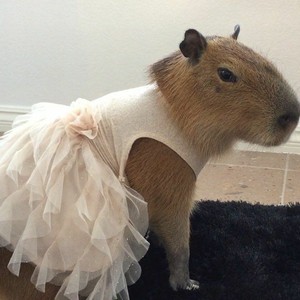 Elegancki capybara