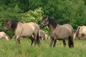 konik polski