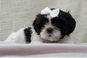 shih tzu